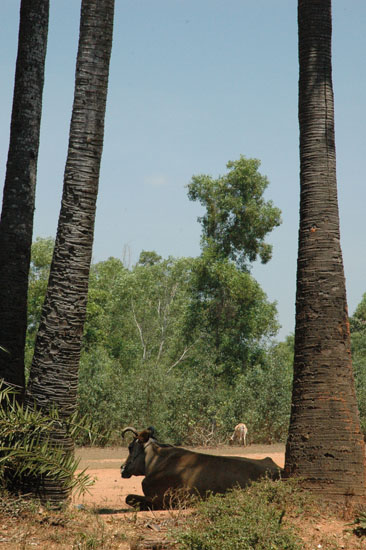 02'' AUROVILLE