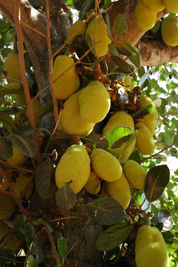 12 AUROVILLE