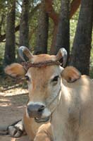 05 AUROVILLE