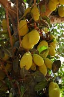 12 AUROVILLE